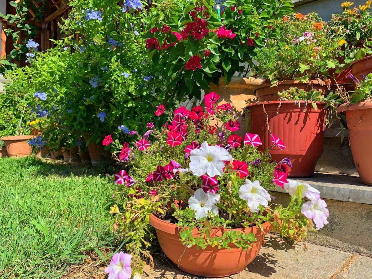 Vila Ivonnis Garden Mesimvria  Exteriér fotografie